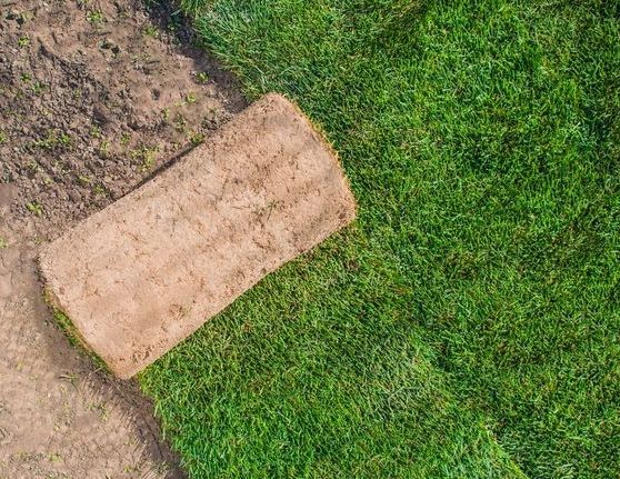 A Roll of Turf is Sitting on Top of a Lush Green Field — Ballina Turf Farm in Wardell, NSW