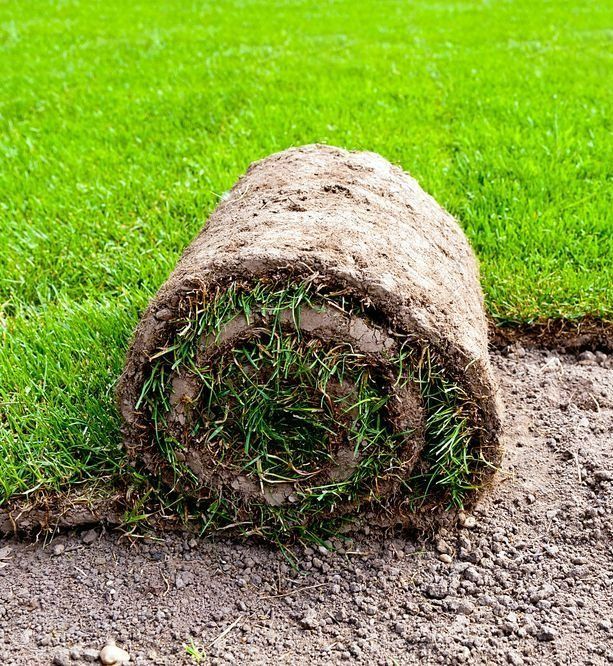 A Roll of Lush Green Turf Sits on Prepared Soil, Next to A Newly Laid Grassy Lawn — Ballina Turf Farm in Grafton, NSW