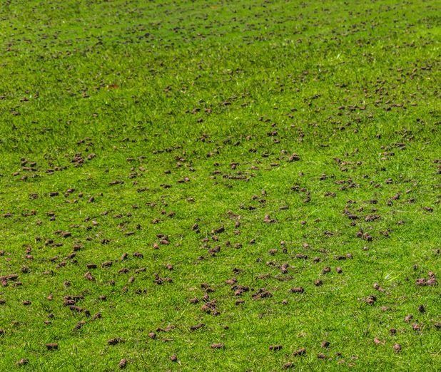 A Green Lawn Scattered with Small, Dark Brown Plugs of Soil — Ballina Turf Farm in Coraki, NSW