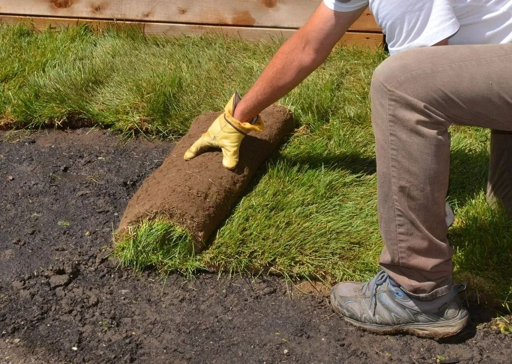 A Person Unrolls a Strip of Sod onto Prepared Soil to Install a New Lawn — Ballina Turf Farm in Tweed Heads, NSW