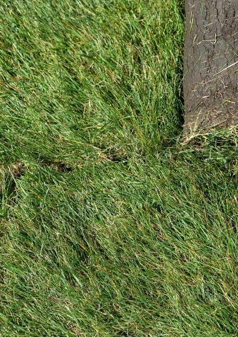 A Close-Up View of Vibrant Green Grass Blades Growing — Ballina Turf Farm in Pottsville, NSW