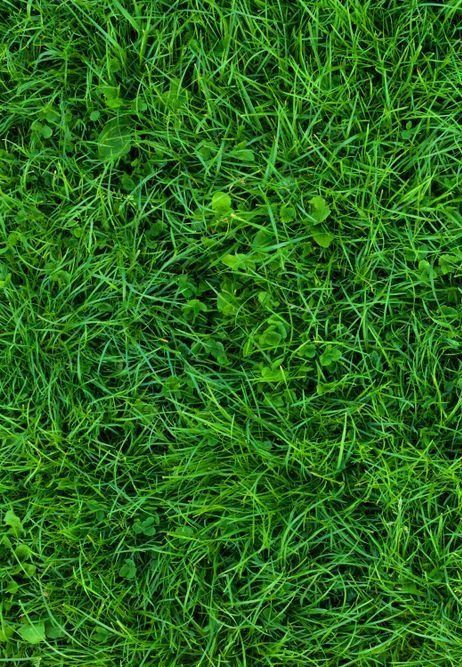 A Close Up View of A Lush, Vibrant Green Lawn — Ballina Turf Farm in Murwillumbah, NSW