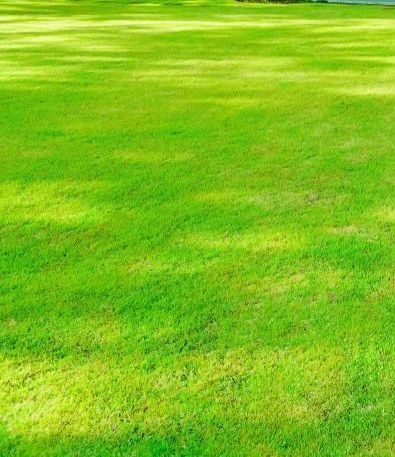 A Wide View of A Vibrant Green Lawn with Dappled Sunlight — Ballina Turf Farm in Goonellabah, NSW