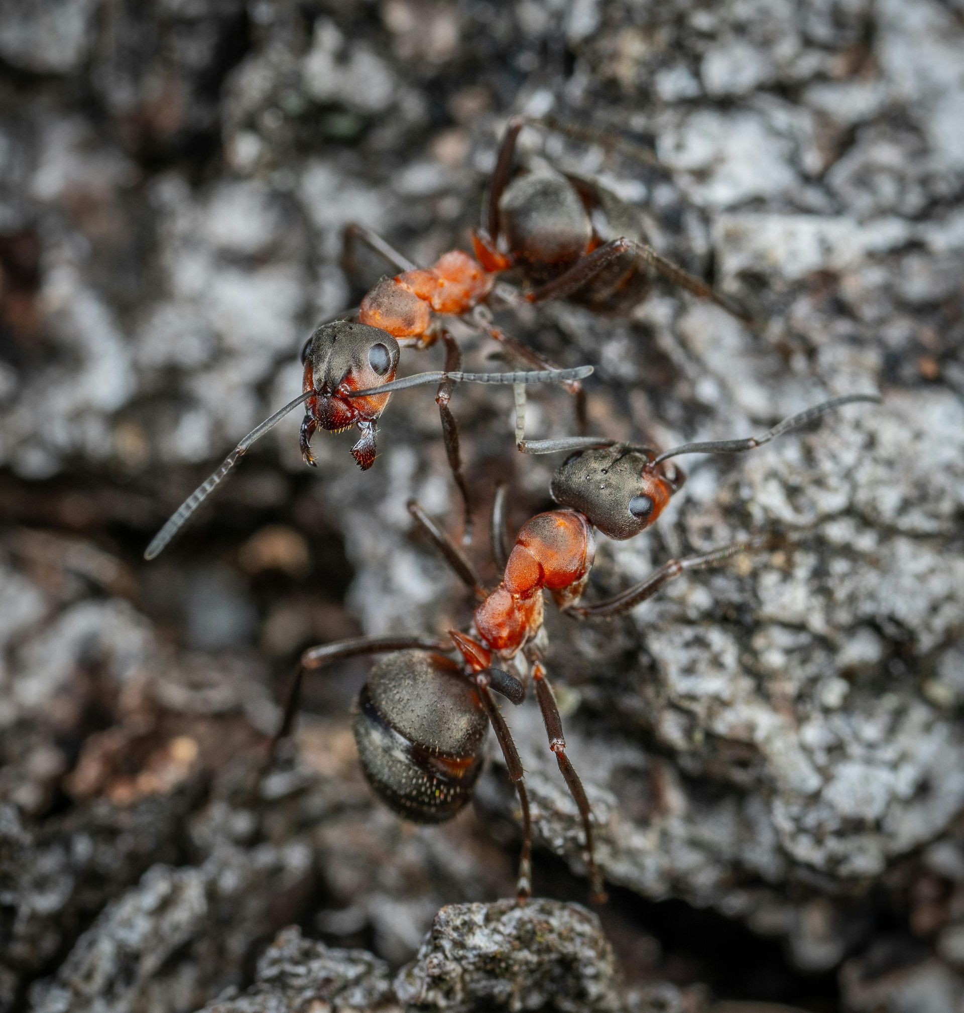Fire Ant Prevention — Ballina Turf Farm in Wardell, NSW