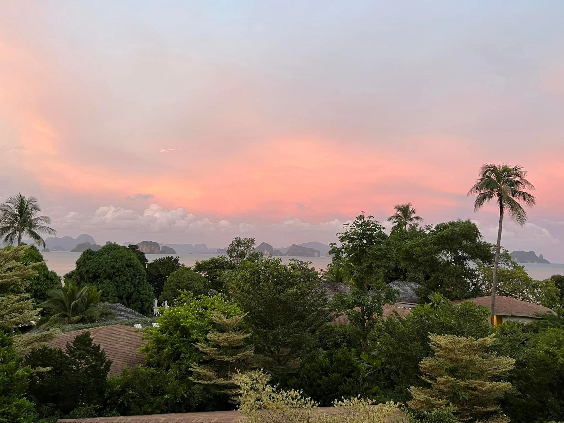 Pink dawn sky over green trees and rooftops, with a palm tree at right.
