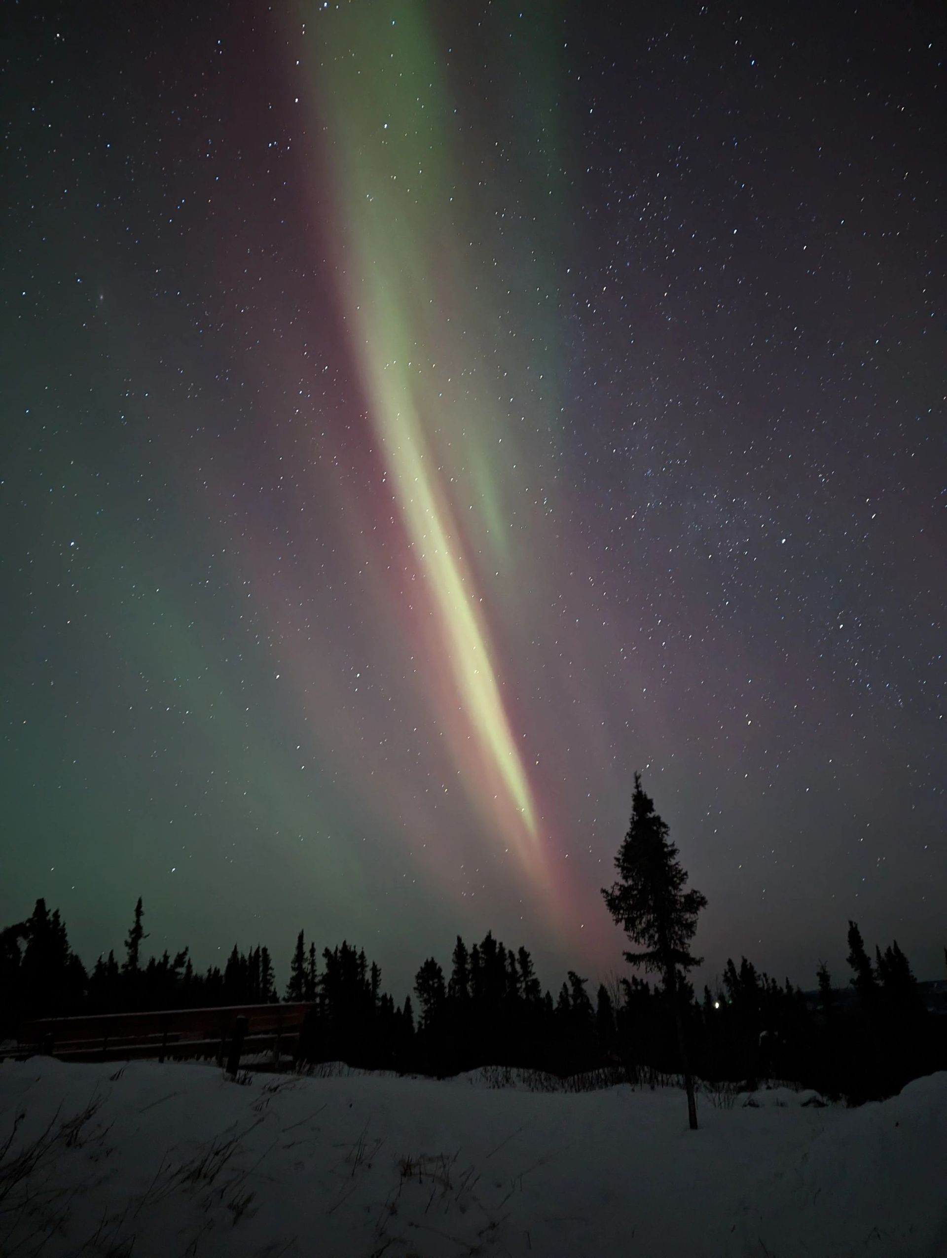 Aurora streaks across a starry night sky above snowy ground and silhouetted trees