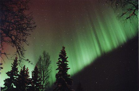 Green aurora lights over silhouetted pine trees in a dark night sky
