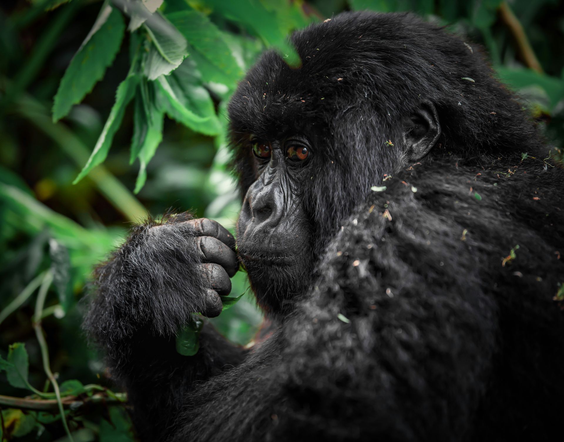Wild Africa: From Safari to Silverbacks