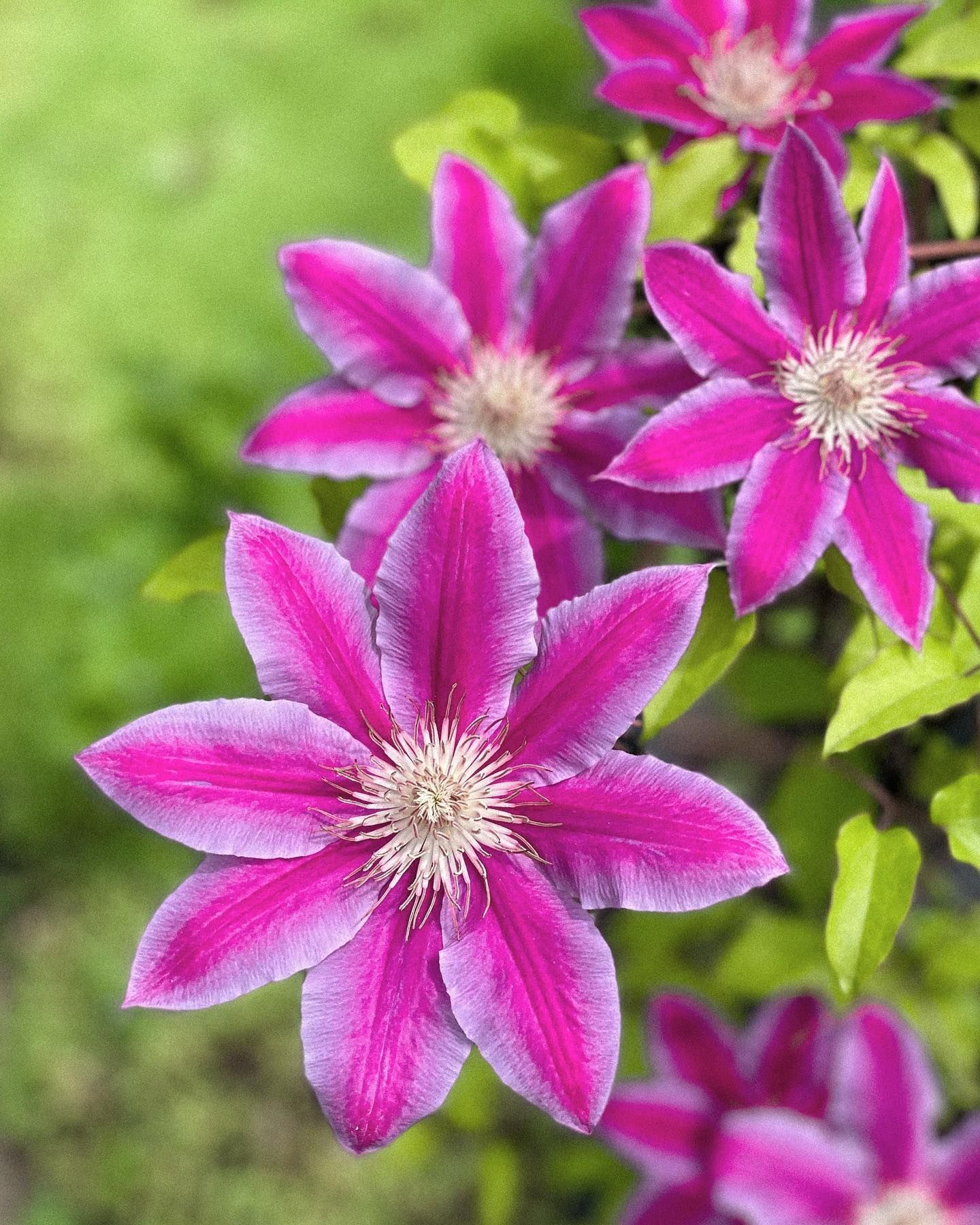 Pink and purple clematis flowers with yellow-green leaves against a blurred green background.