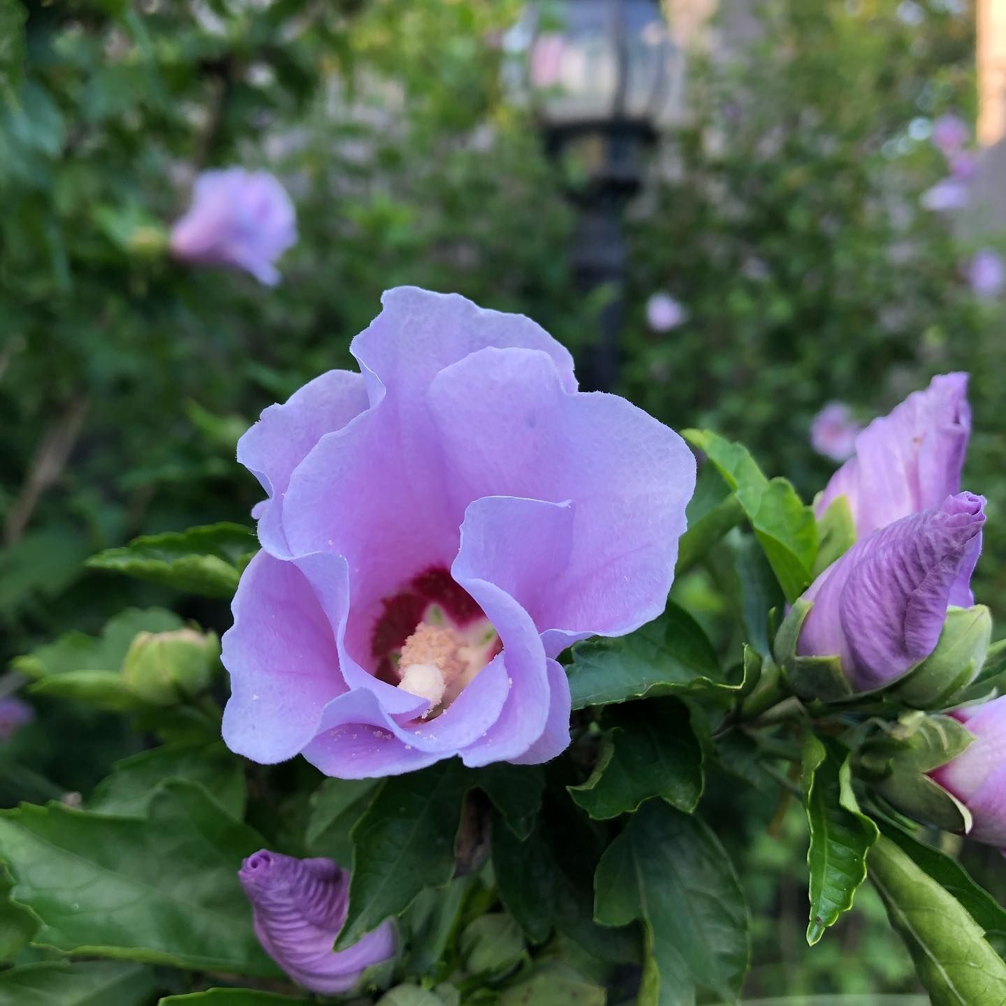 Lavender hibiscus flower in full bloom with visible stamen, surrounded by buds and green foliage.