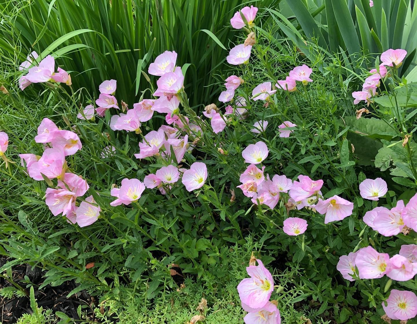 Pink evening primrose flowers bloom amidst green foliage.