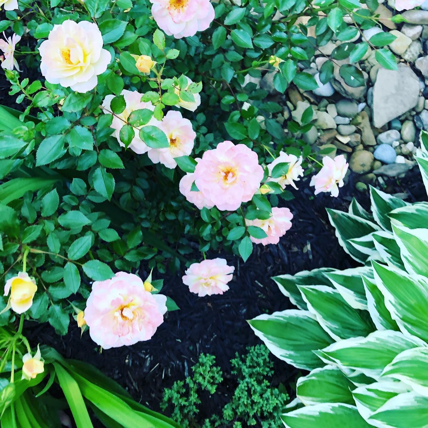 Pink and yellow roses in full bloom next to green and white hosta leaves and a bed of pebbles.