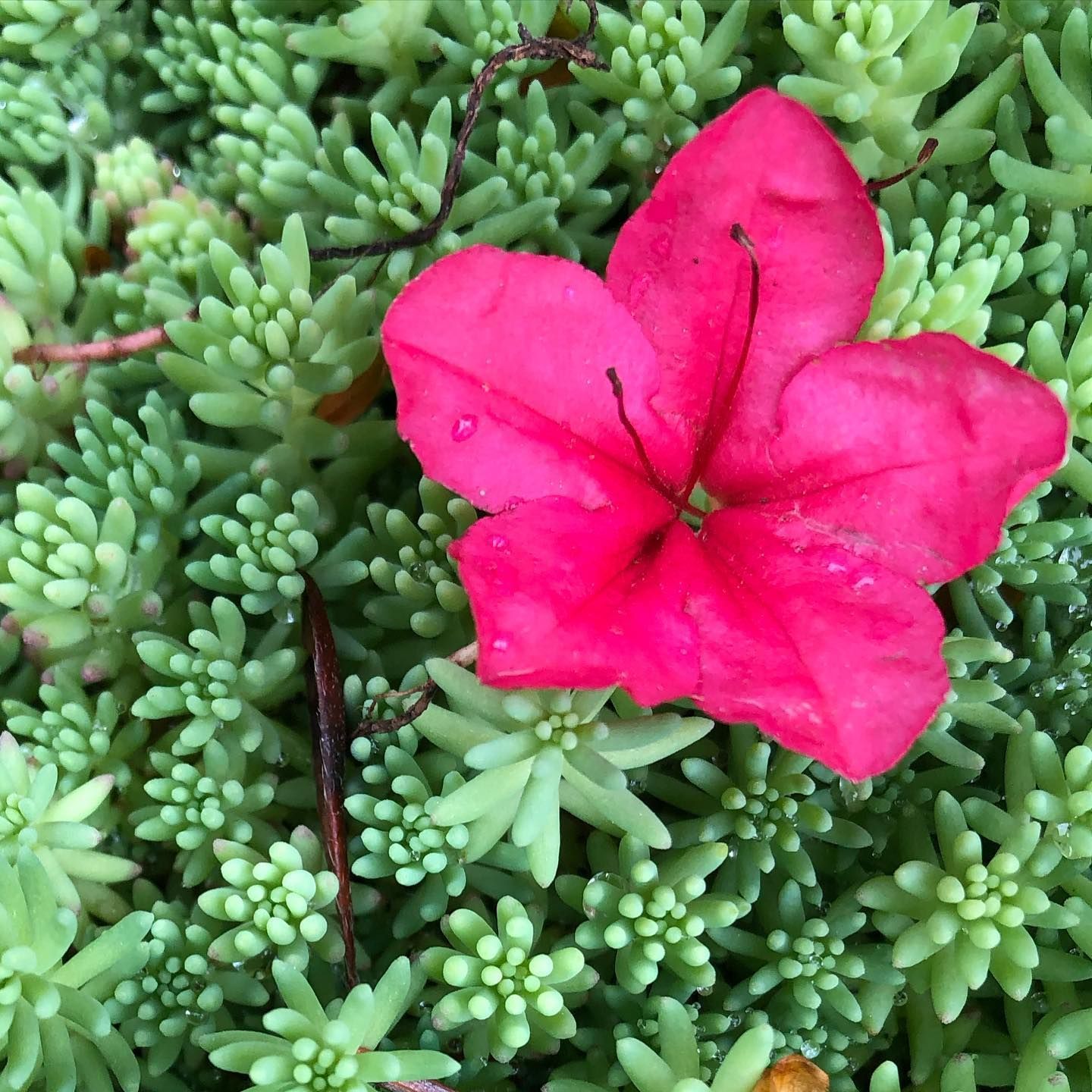 Bright pink azalea flower on a bed of green succulent plants.
