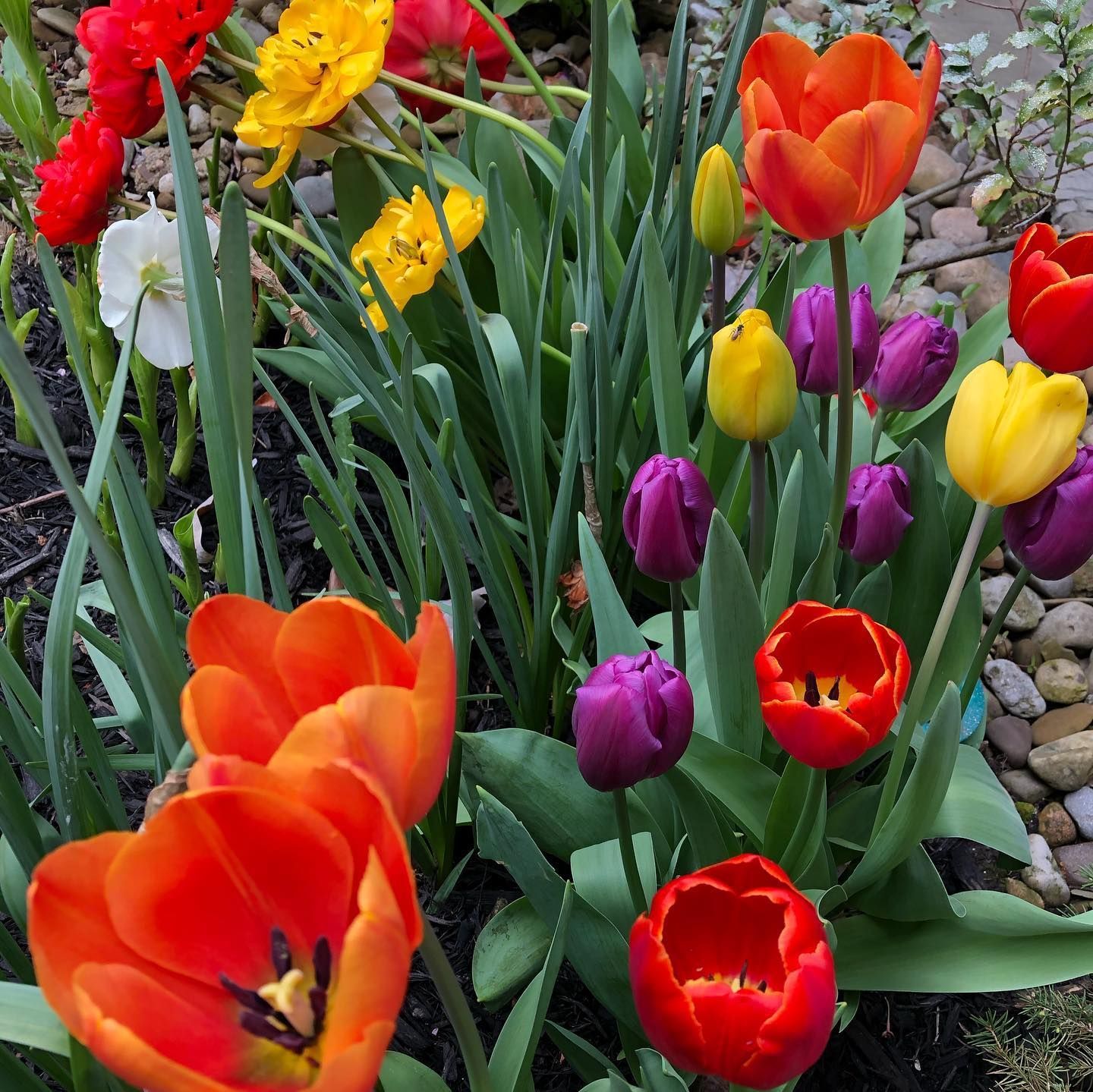 Colorful tulips in various hues of red, orange, yellow, and purple blooming in a garden.