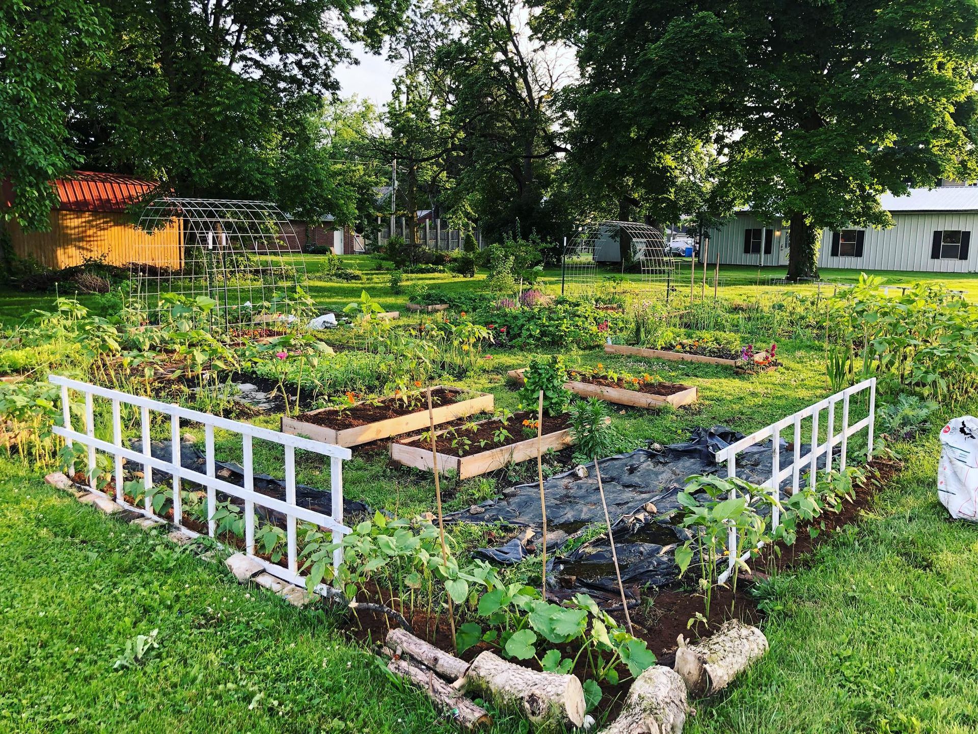 Raised garden beds in a yard, enclosed by a white fence. Various plants grow. Green grass and trees surround.