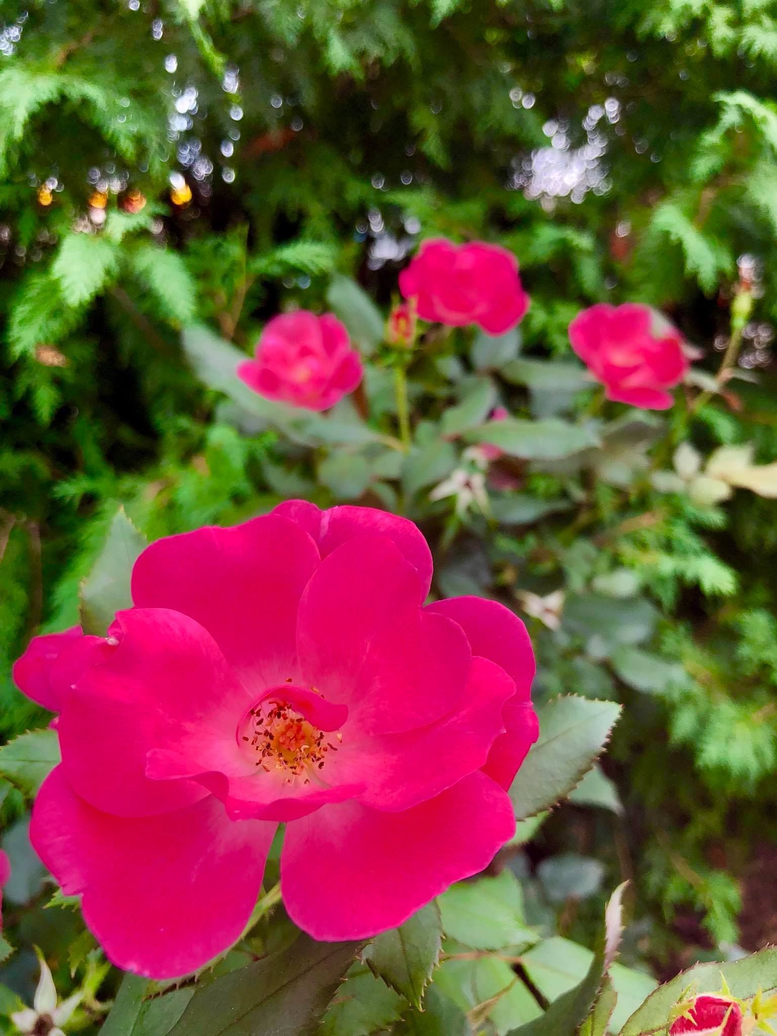 Pink roses blooming in a garden with green foliage in the background.