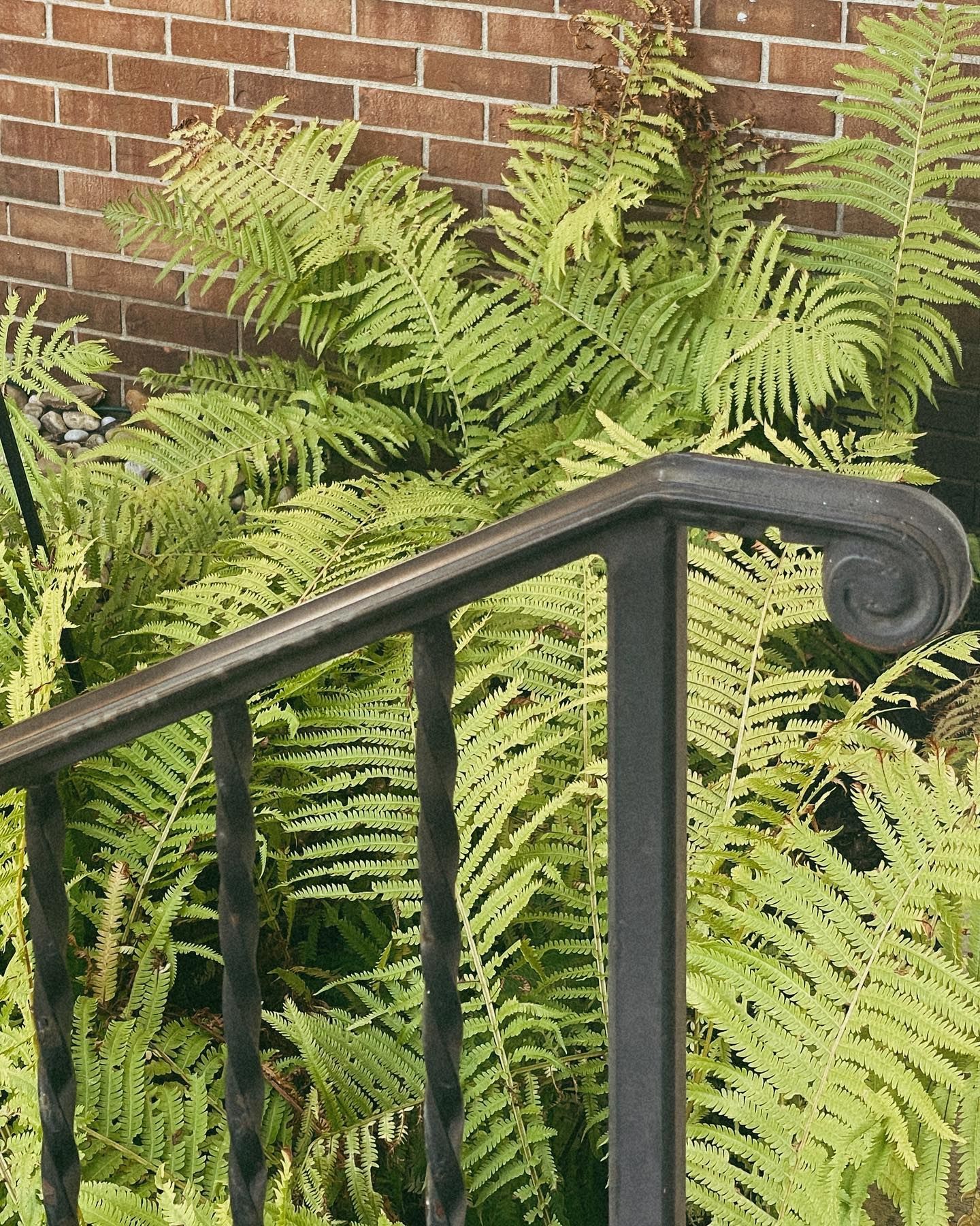 Black metal railing with fern plants against a brick wall.