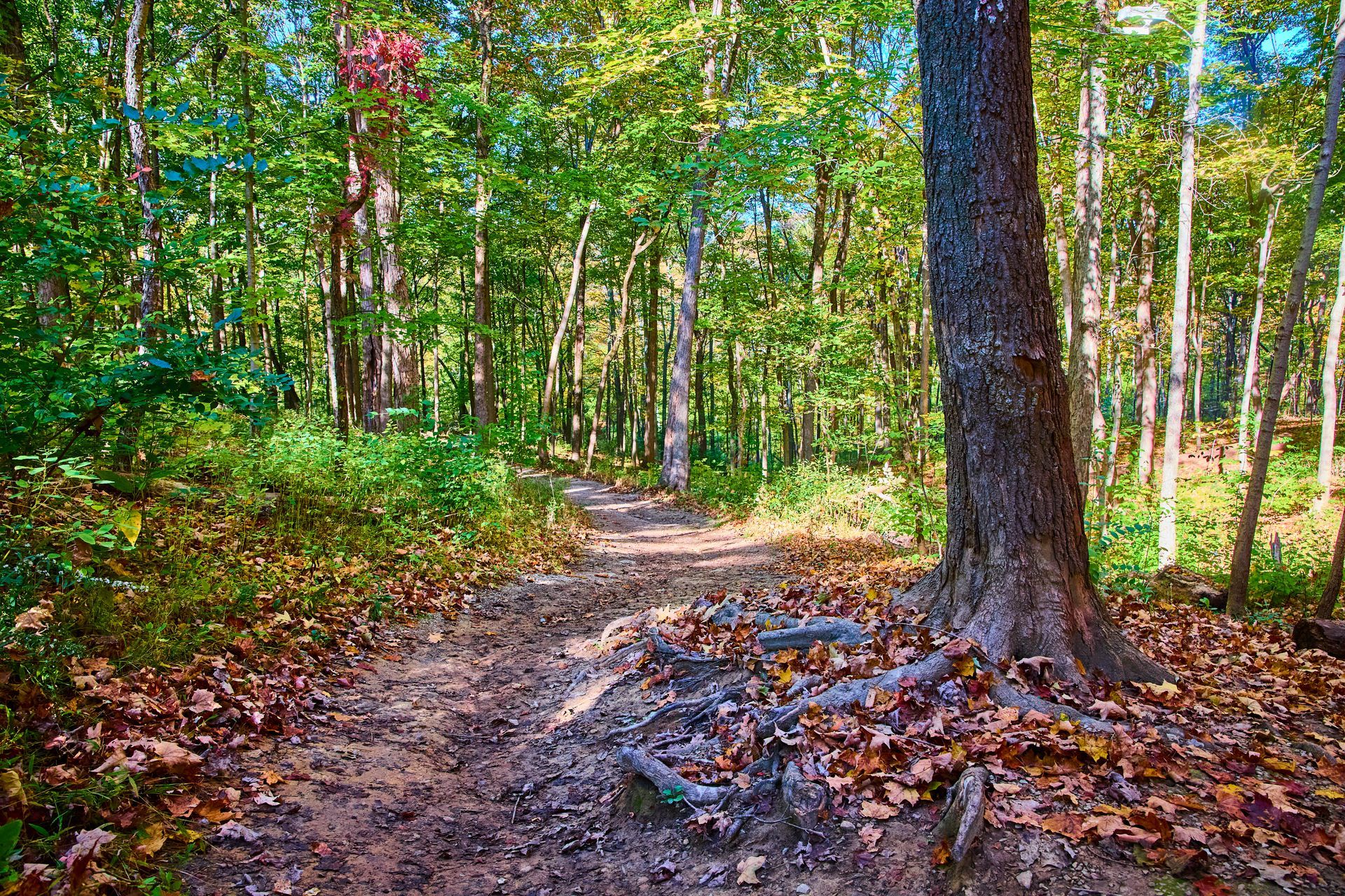 A dirt hiking trail winds through a sunlit forest filled with green trees and brown fallen leaves on the ground.