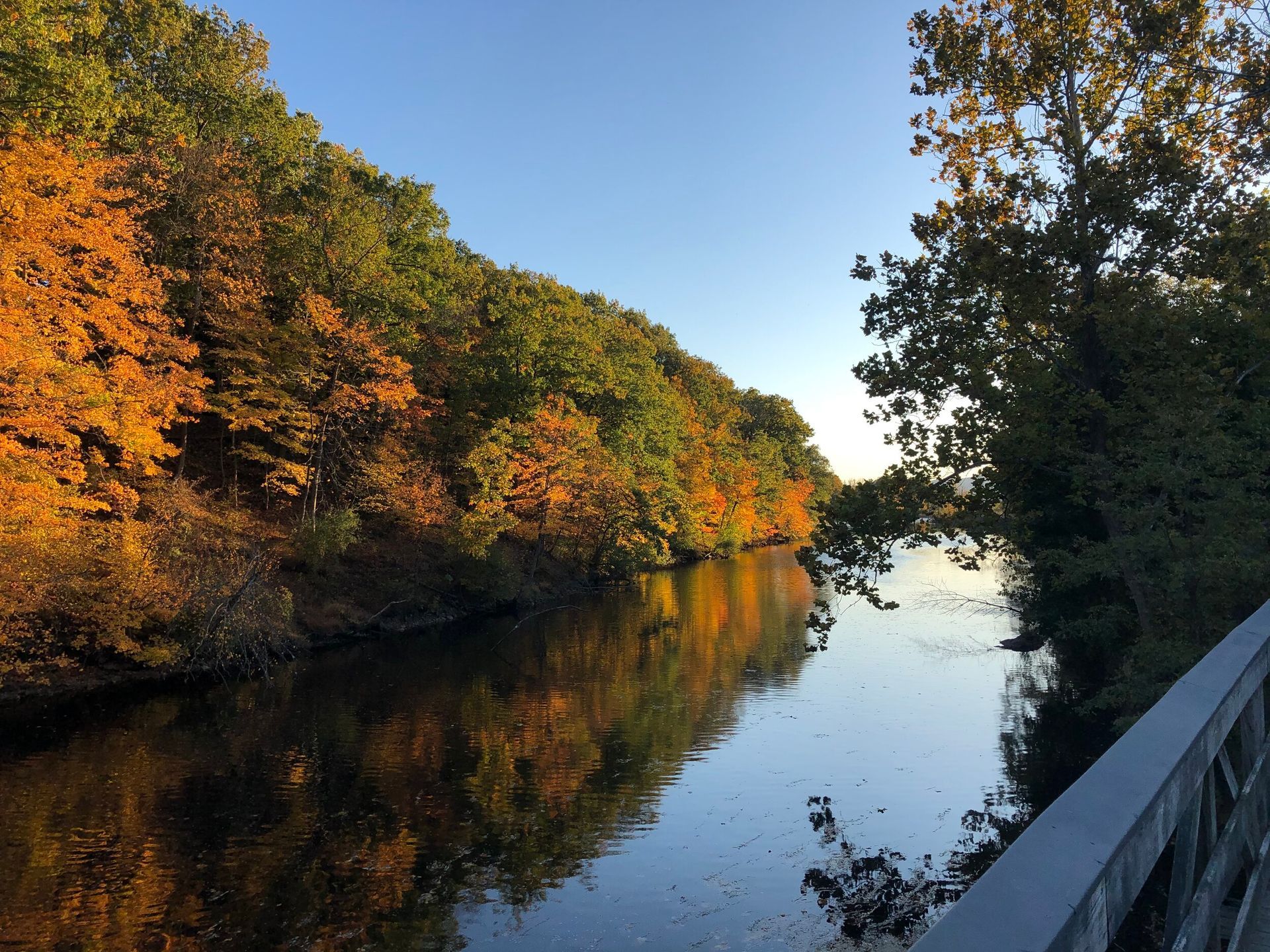 A river surrounded by trees on a sunny day