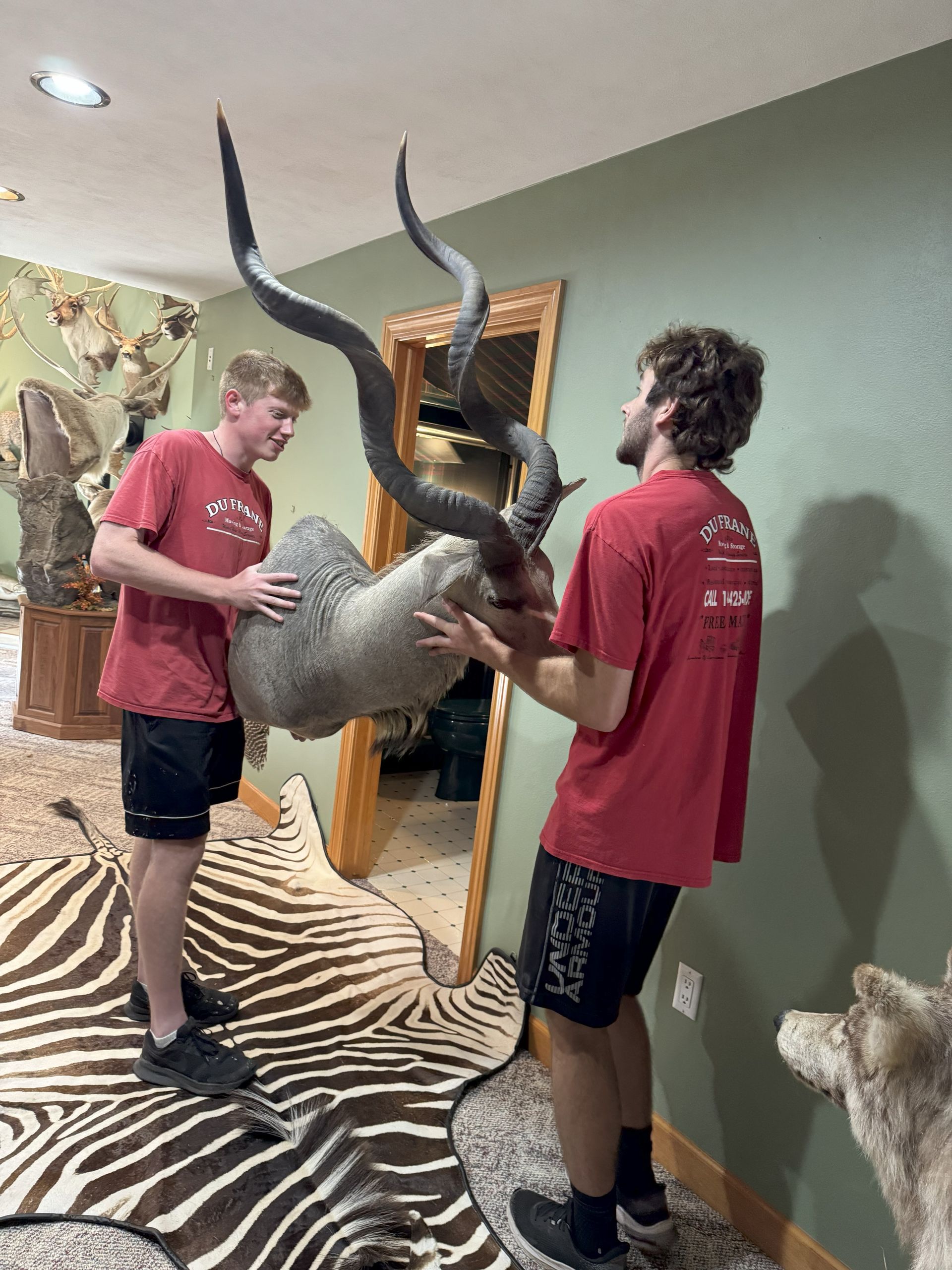Two people carrying a large antelope mount through a hallway with zebra rug and wooden decor.