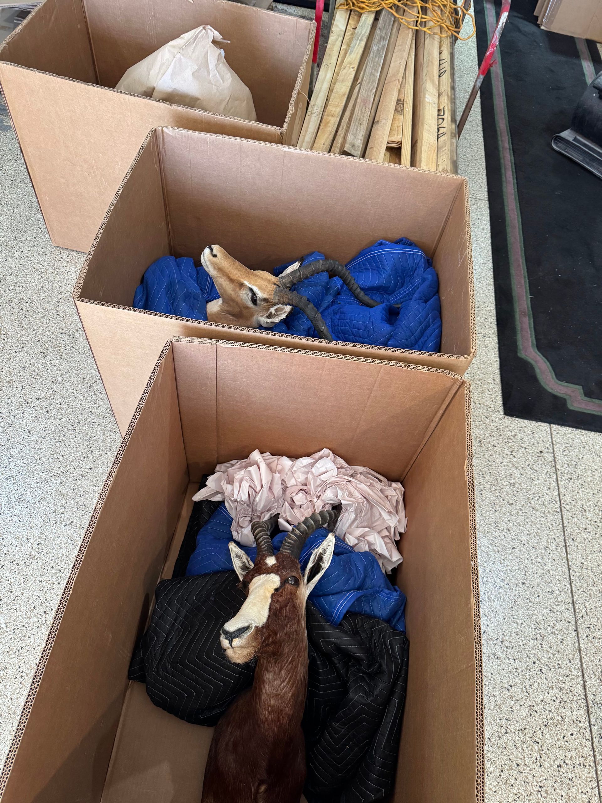 Three cardboard boxes with folded cloths and small plush deer toys on a tiled floor.
