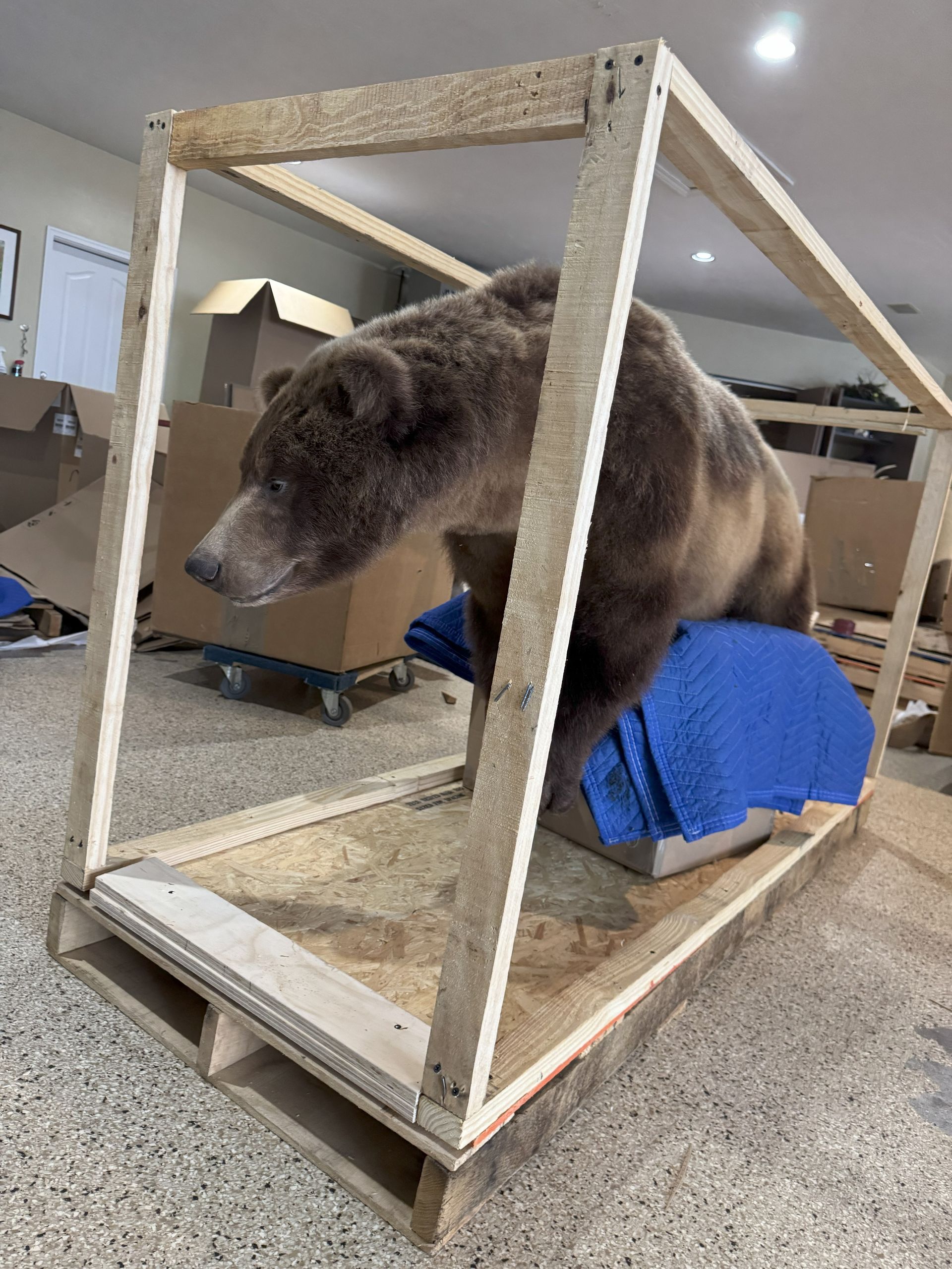 Bear lying on blue padding inside a wooden crate in an indoor room.