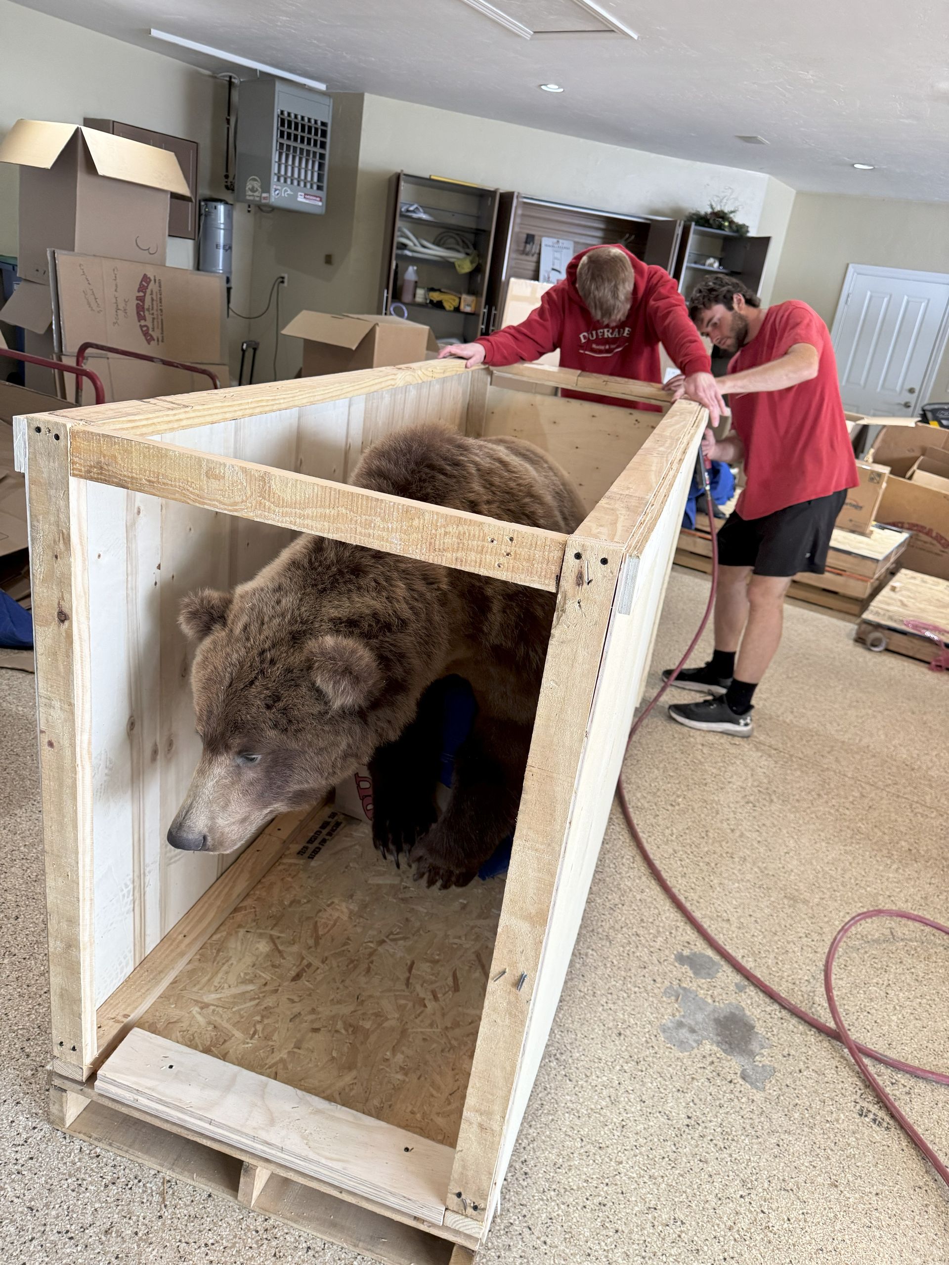 Brown bear in a wooden crate while two people in pink shirts stand nearby in a workshop