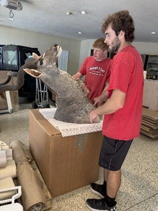 Man in red shirt and shorts beside a taxidermied deer being lifted from a large cardboard box in a living room