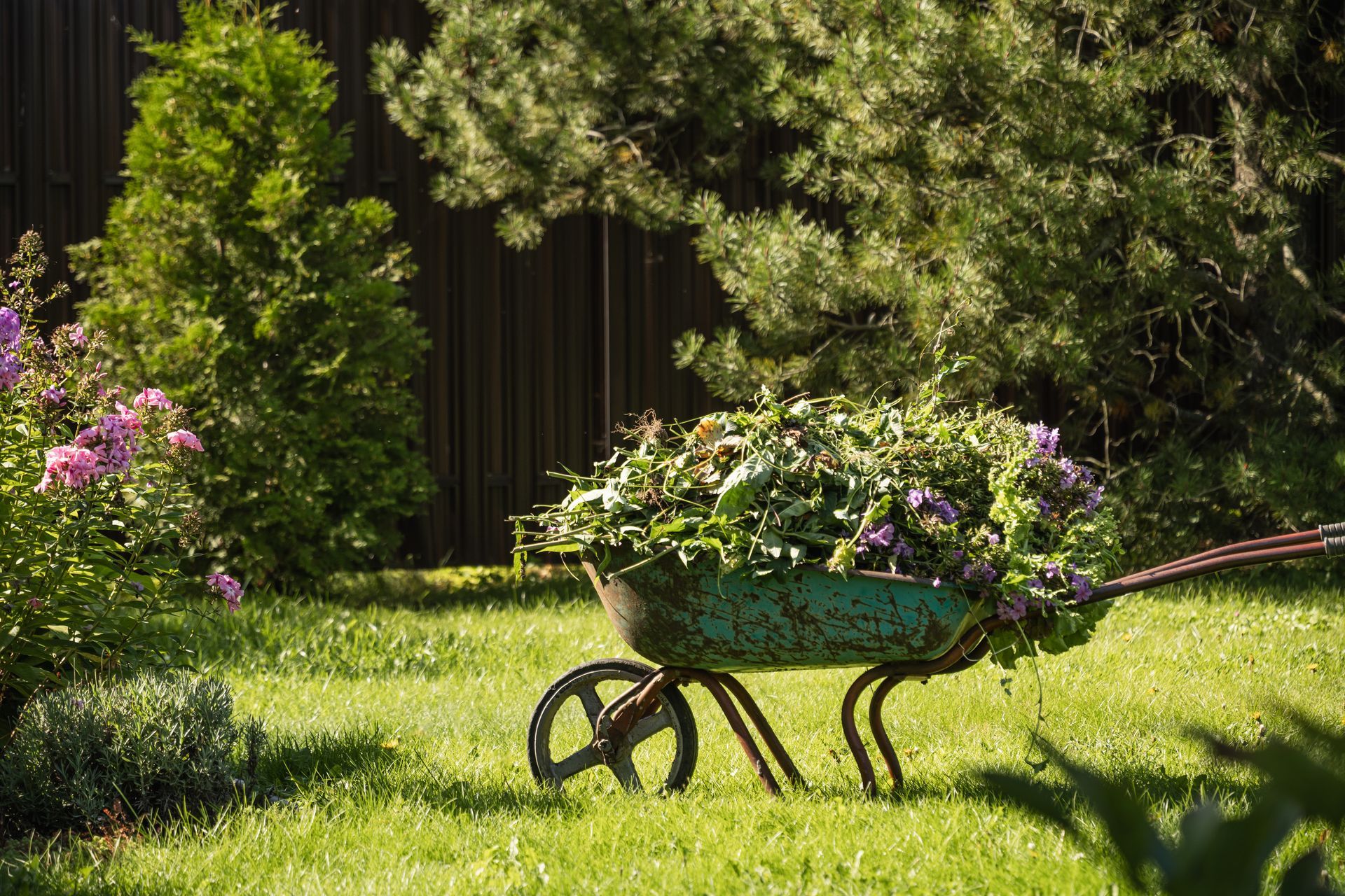 Green wheelbarrow planter with purple flowers in a sunny garden lawn