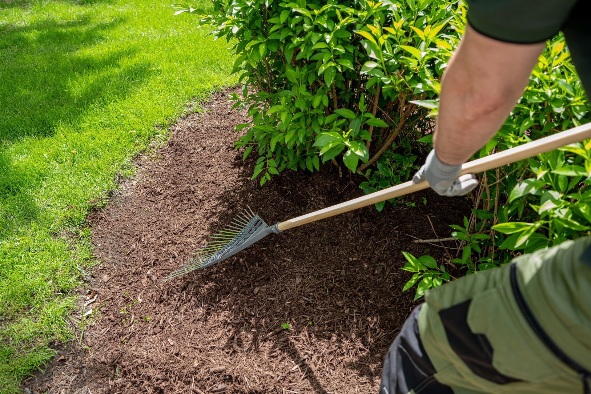 Person raking mulch around a green shrub in a garden bed