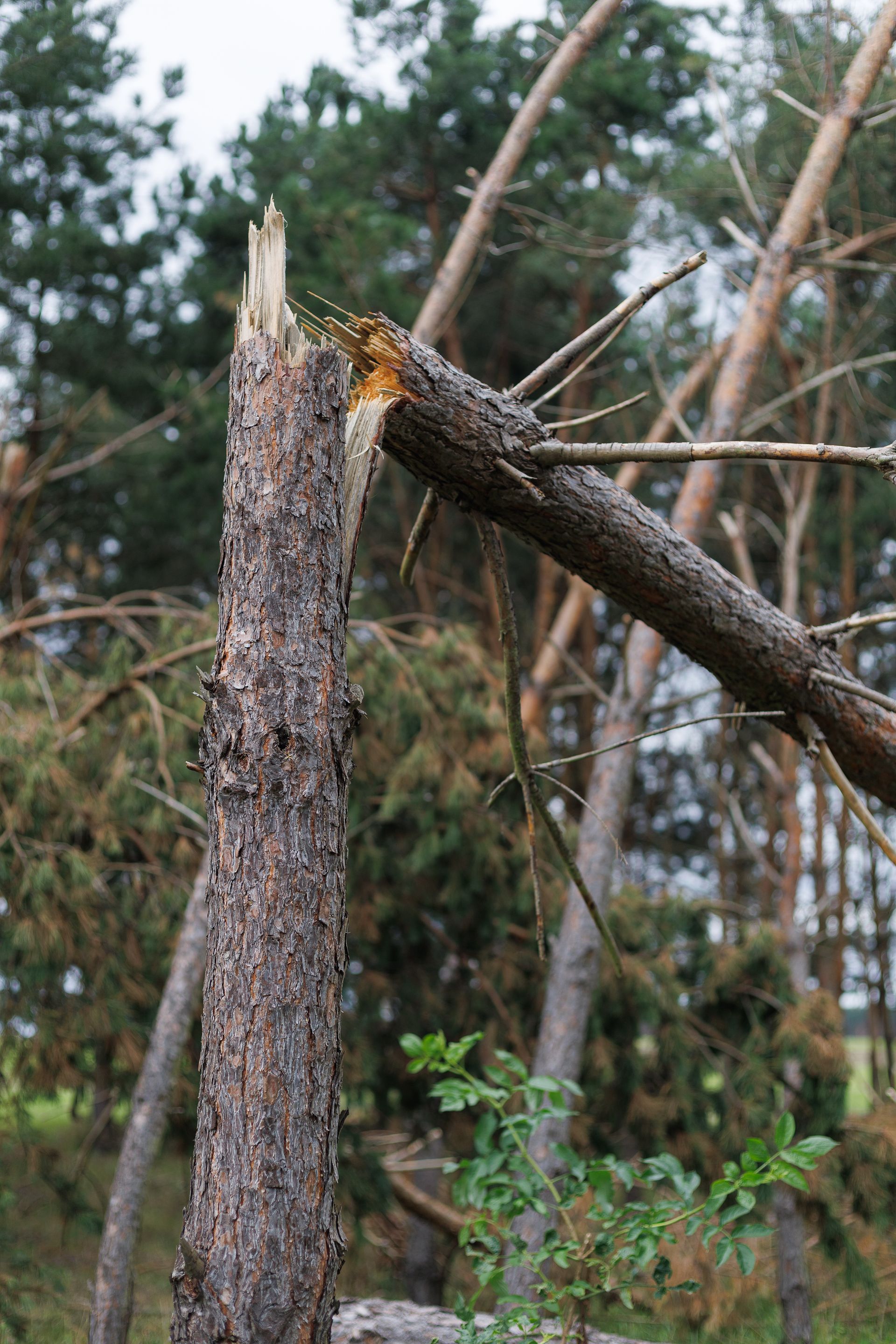 Broken tree trunk leaning in a wooded area, with a splintered top and bare branches nearby.