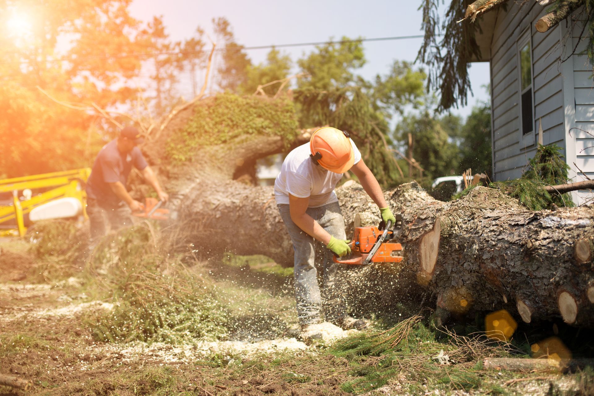 Worker using a chainsaw to cut a large fallen tree trunk outdoors in a yard
