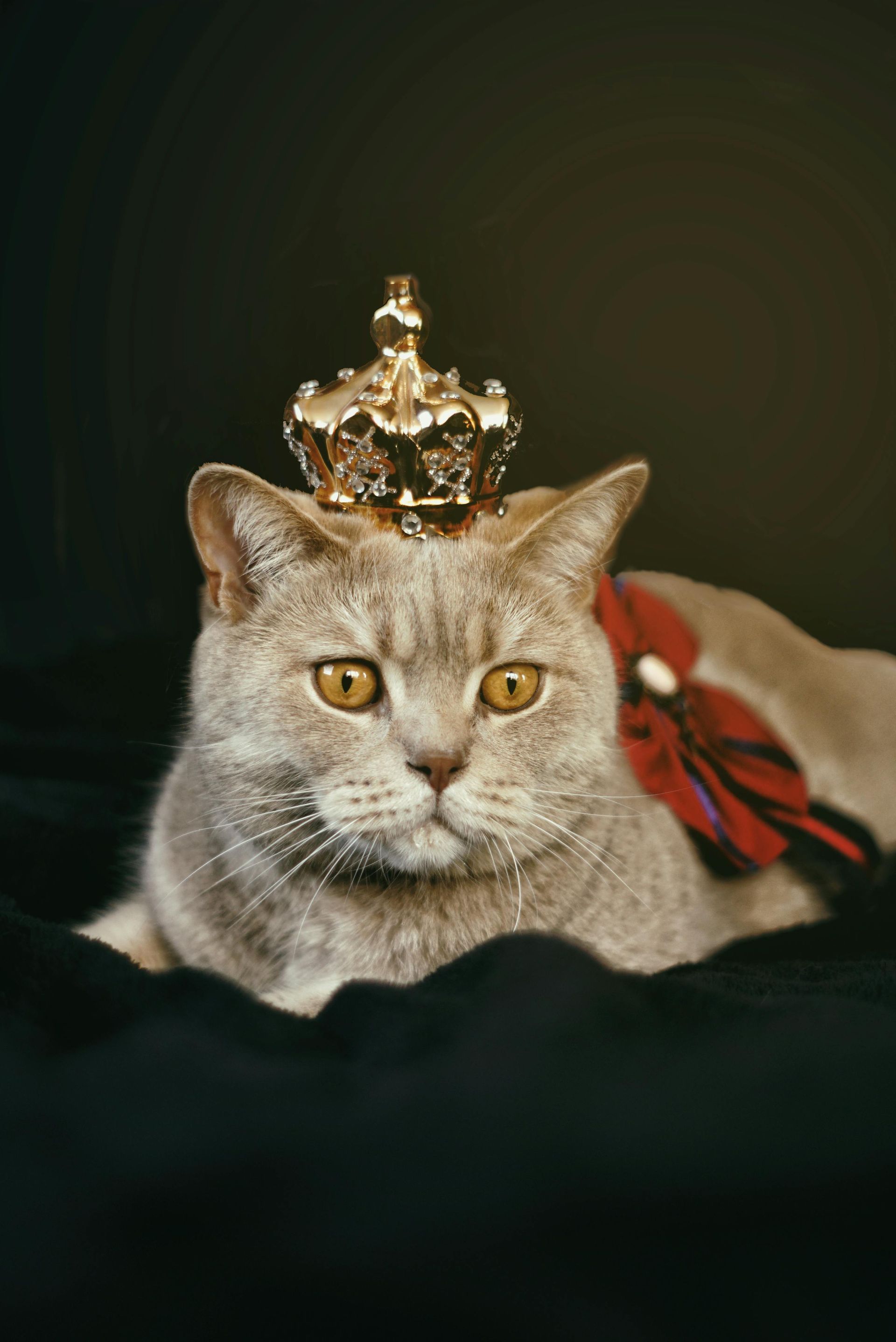 A cat wearing a gold crown and a red bow.