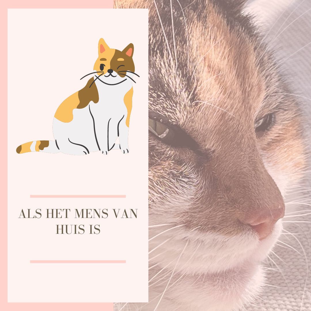 Calico cat face and illustration with text: 