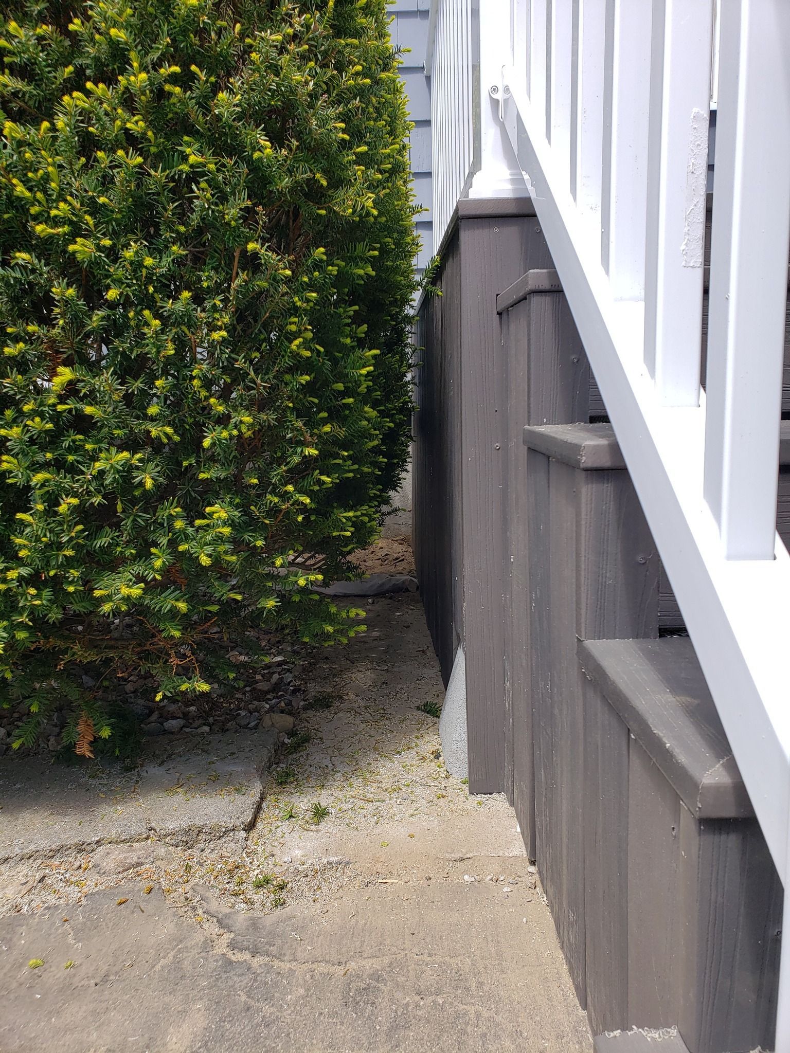 Side of a house with steps and a shrub. Gray siding, white railing. Concrete ground.