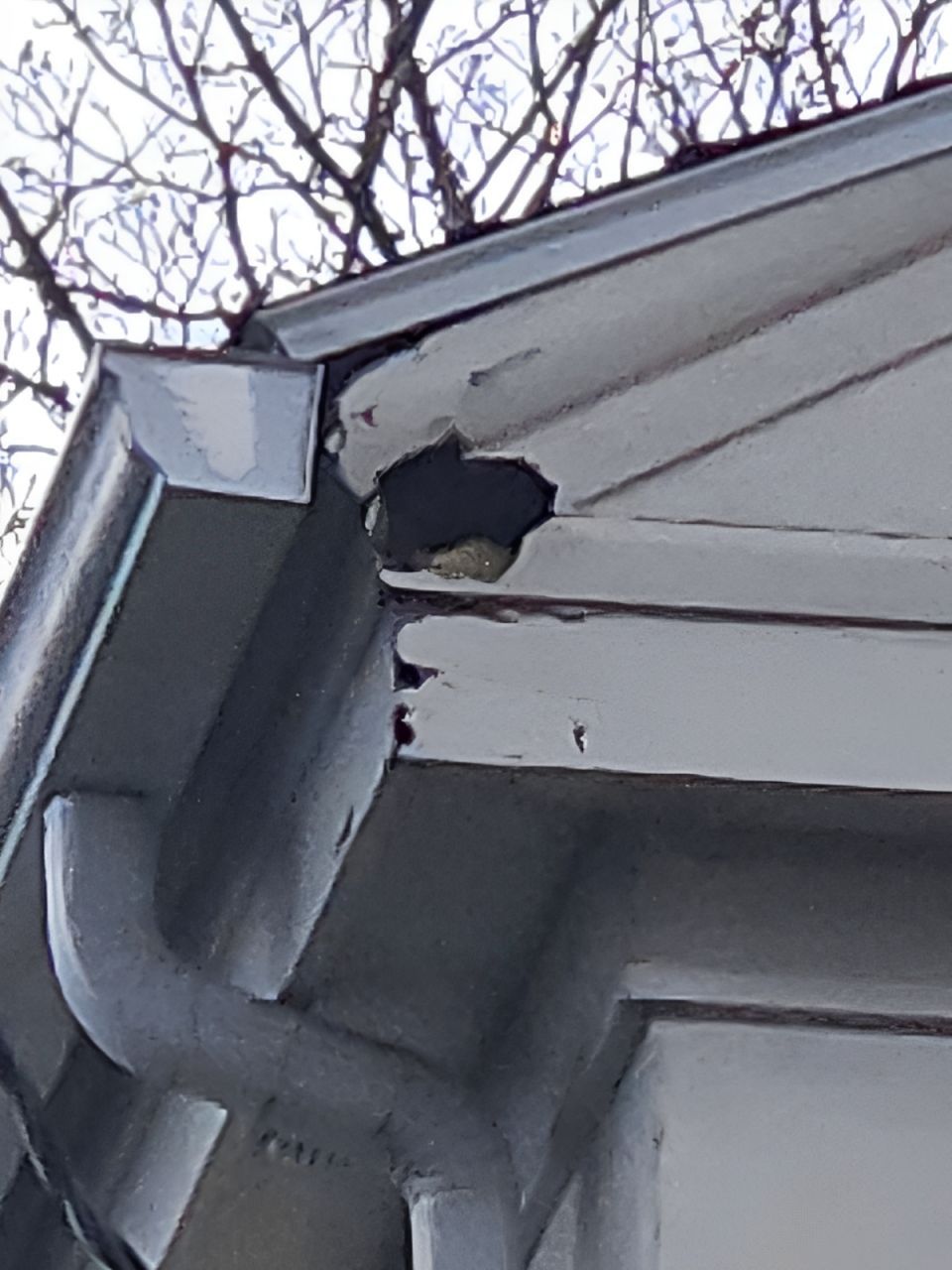 Damaged house soffit near gutter, hole exposing interior. White paint chipped and peeling.