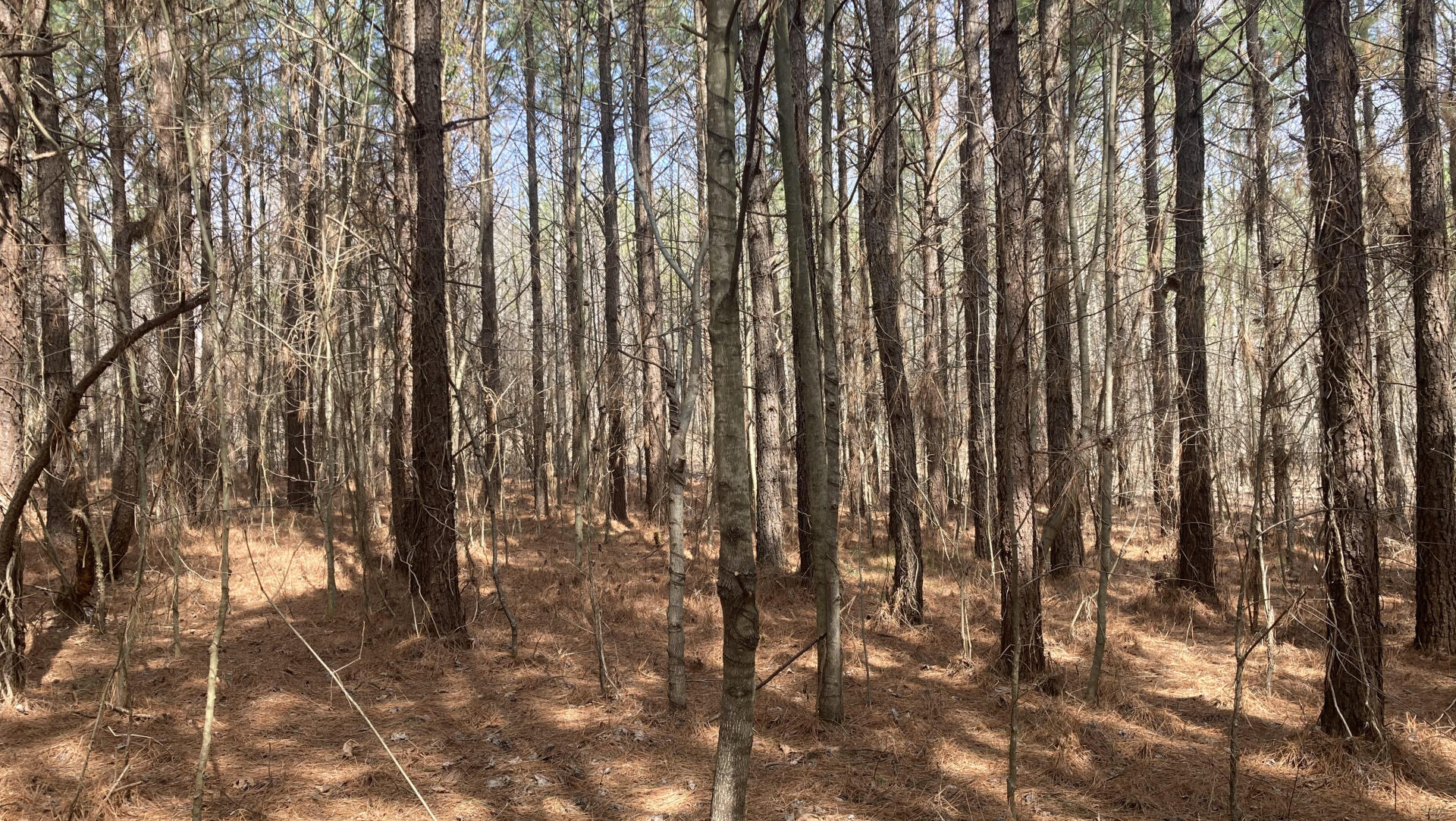 forest management plans