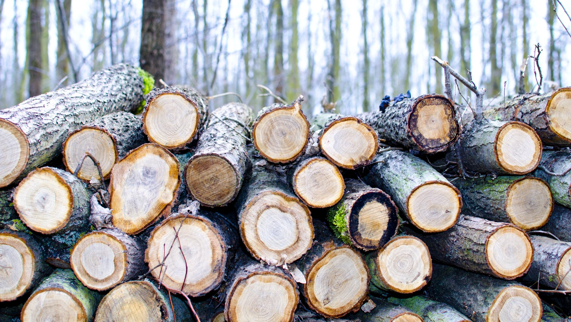 timber sale administration timber sale administration