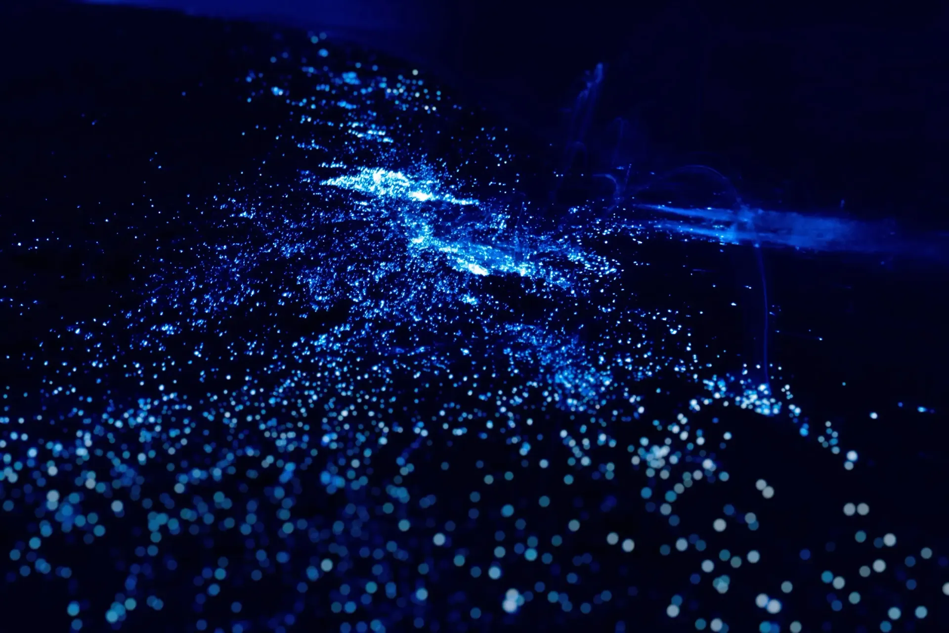 Luminous blue bioluminescent plankton glowing in the ocean at night.
