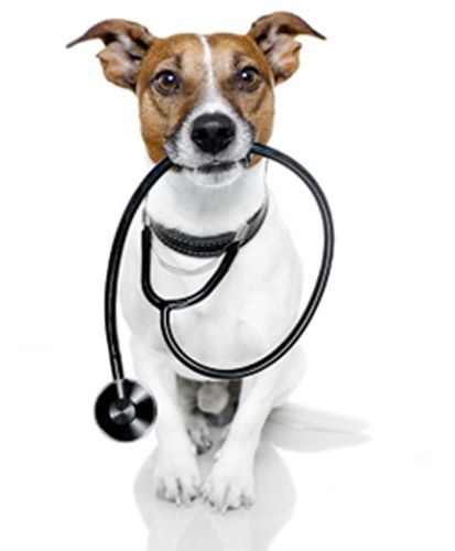 AEROPUERTO CLÍNICA VETERINARIA DÍAZ - dermatología veterinaria
