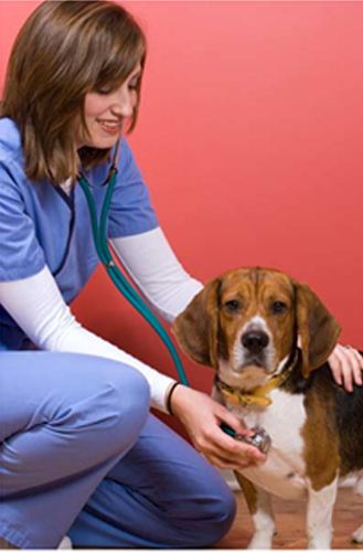 AEROPUERTO CLÍNICA VETERINARIA DÍAZ - médico veterinario zootecnista