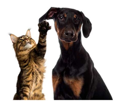 AEROPUERTO CLÍNICA VETERINARIA DÍAZ - microchip