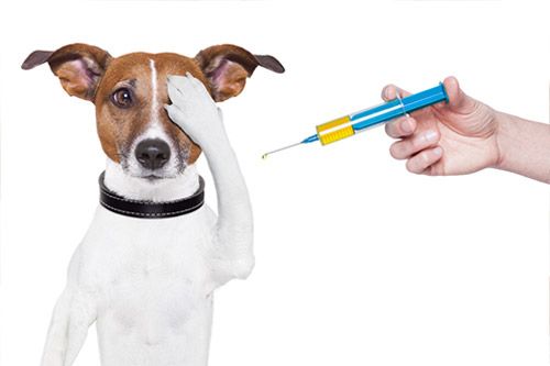 AEROPUERTO CLÍNICA VETERINARIA DÍAZ - Parvovirus
