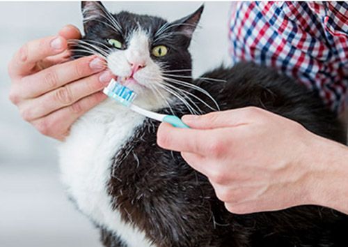 AEROPUERTO CLÍNICA VETERINARIA DÍAZ - salud bucal en gatos
