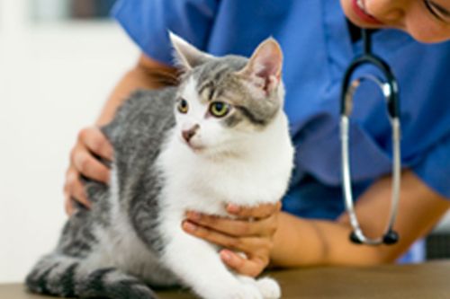 AEROPUERTO CLÍNICA VETERINARIA DÍAZ - vacunas gato