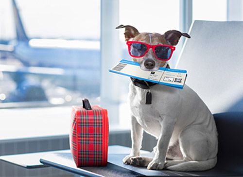 AEROPUERTO CLÍNICA VETERINARIA DÍAZ - viajar con mascotas