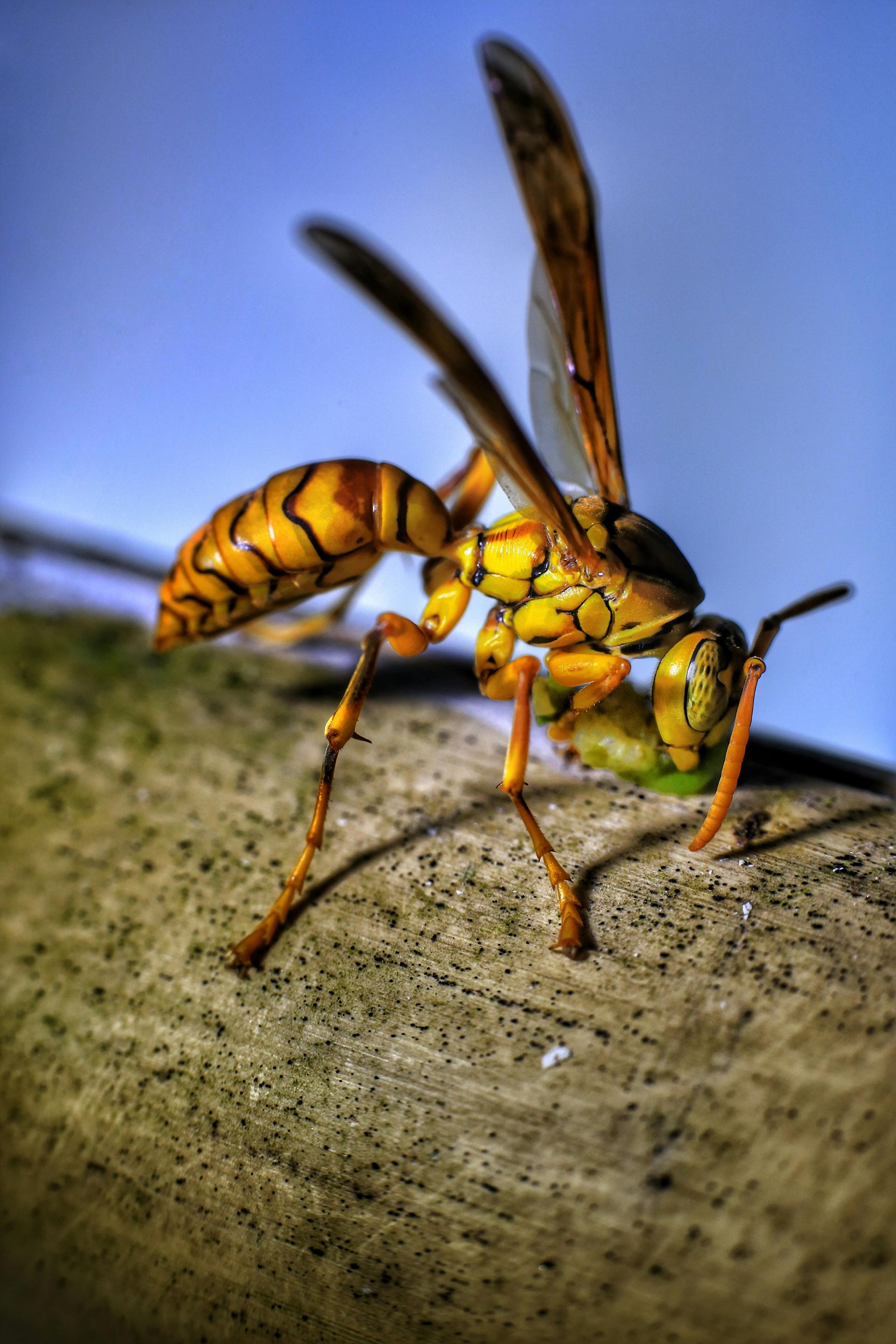 Yellow wasp with black stripes perched on a branch, wings raised against a blue background