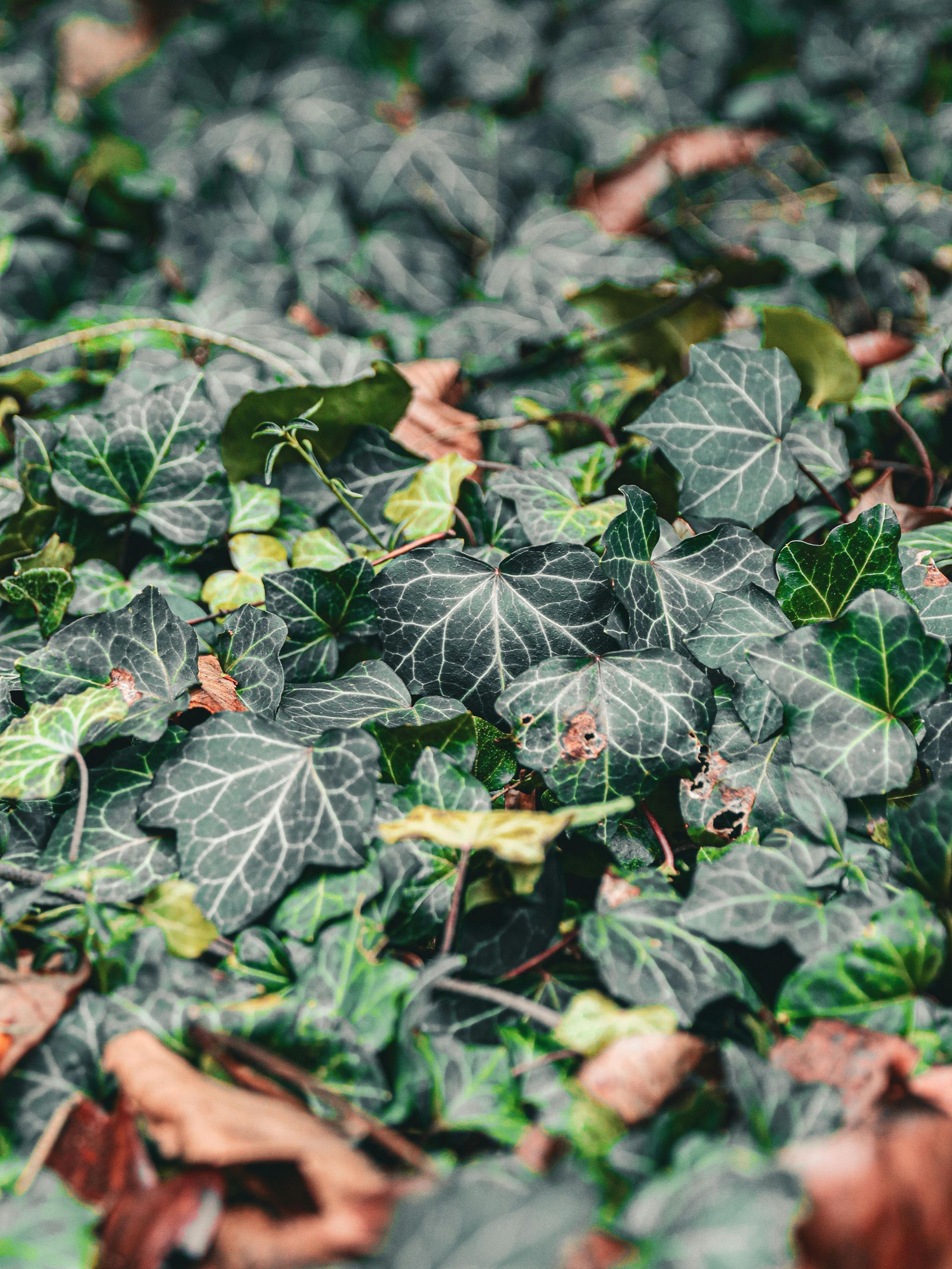 Green ivy leaves with white veins covering the ground, with a few brown fallen leaves.
