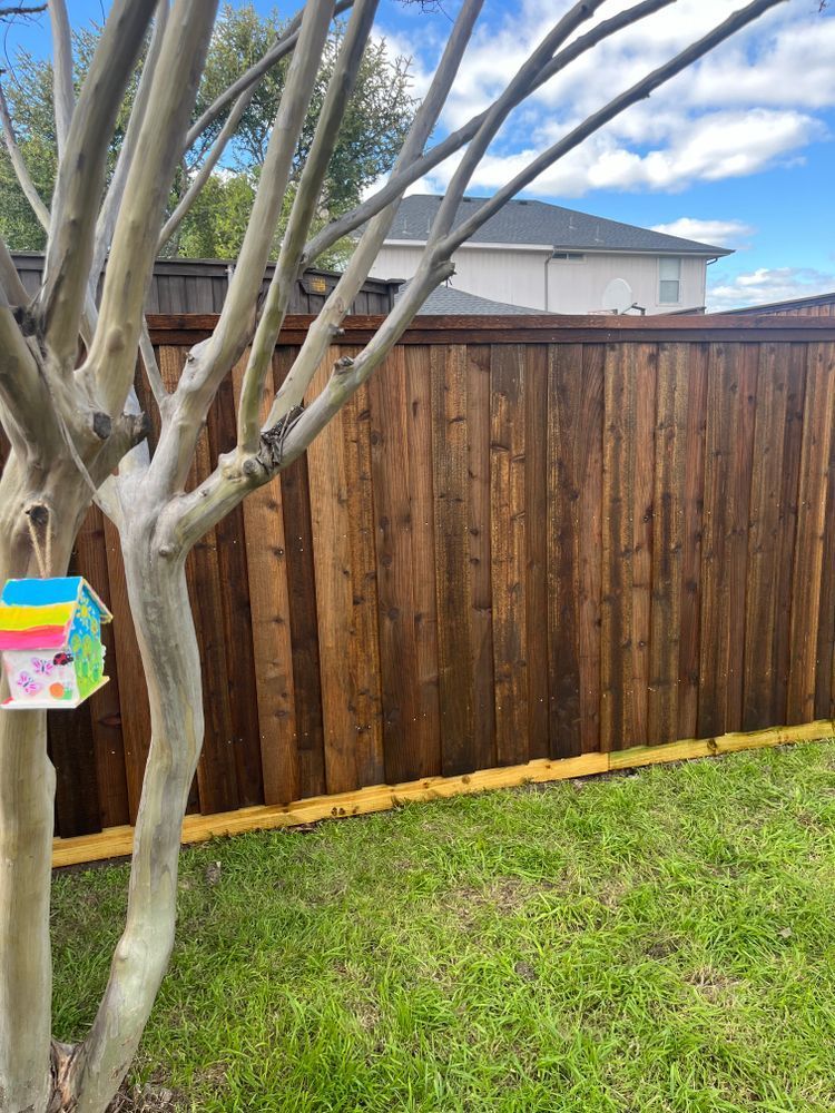 Leafless tree in a grassy backyard beside a wooden fence and blue sky