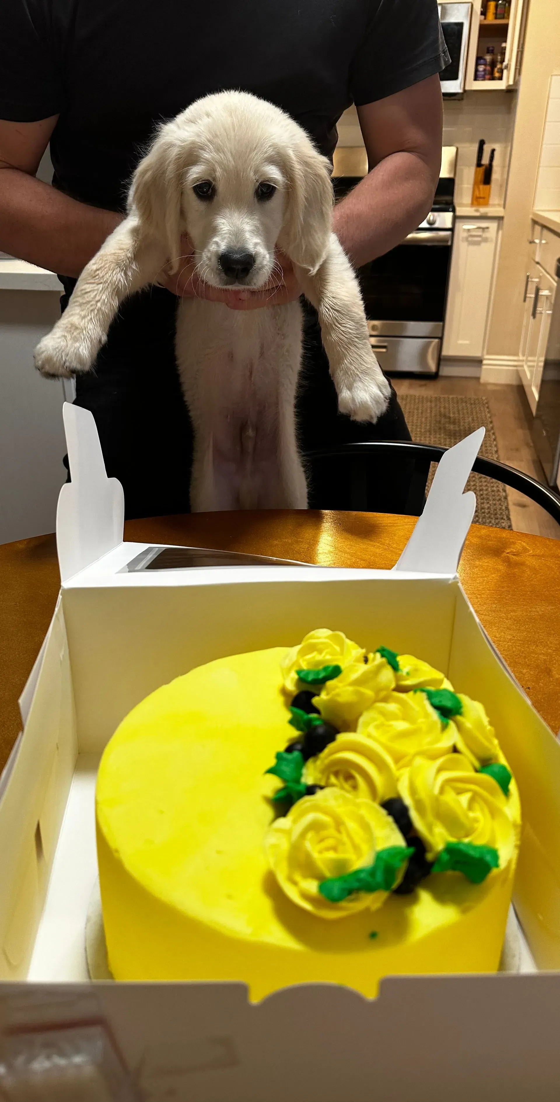 Puppy behind a yellow-frosted cake with green decorations on a table.